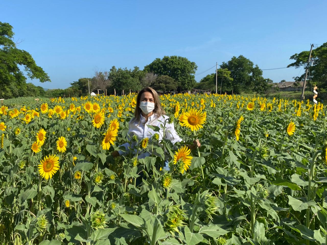 Campo De Girasoles Ahora La Cita Es En Baranoa Impactonews Co