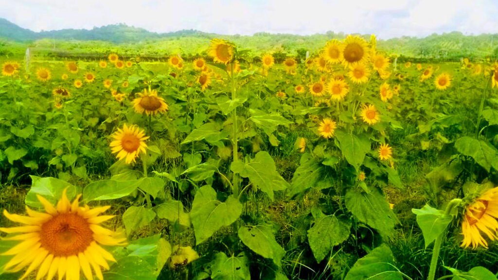 Usiacurí recibe la Ruta del Girasol 