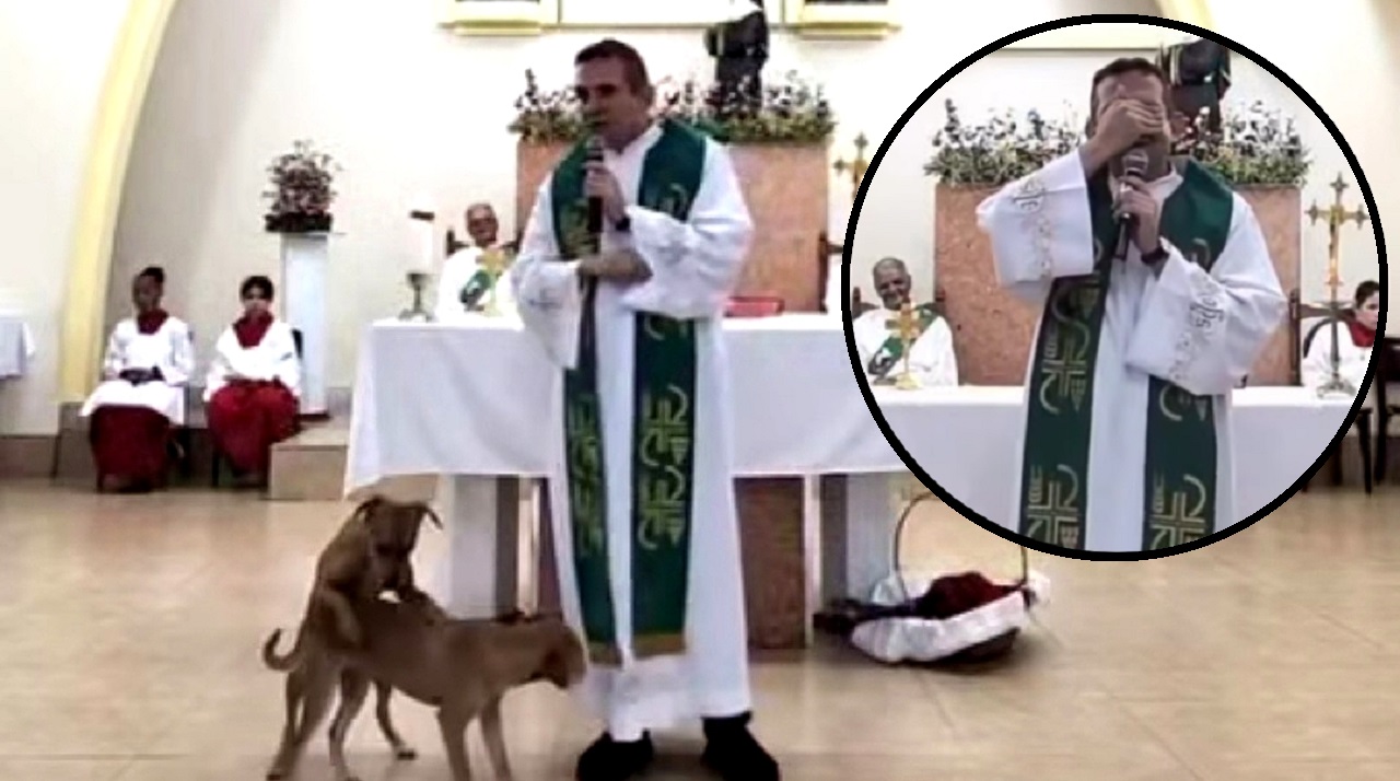 Graciosa reacción sacerdote perros Brasil