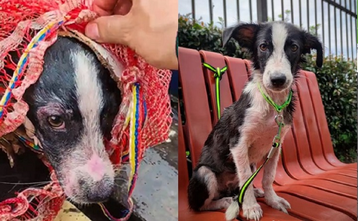 Perrita rescatada río Magdalena (2)