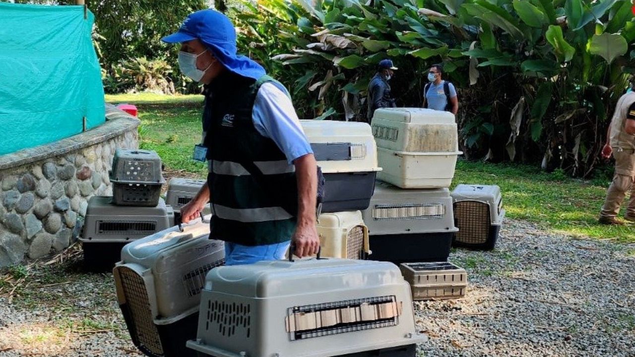 Sanción a centro científico de Cali por experimentar con más de 100 monos (1)