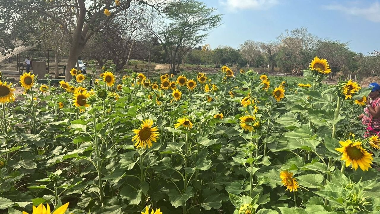 Puerto Colombia florece con la Ruta del Girasol 