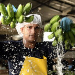 Primer envío de banano desde Santa Marta hacia el norte de Italia