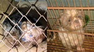 12 meses de prisión para hombre que tenía en condiciones precarias a 44 perros en criadero de Bogotá
