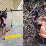 “Ninguno se queda atrás”: sigue operación para encontrar a Wilson, perro rescatista extraviado en la selva