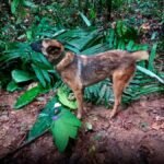 ‘Wilson’, canino clave en rescate de cuatro niños indígenas, sigue perdido en la selva del Guaviare