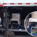 “Metieron al perro en la bodega del bus”: denuncian maltrato animal en Barranquilla