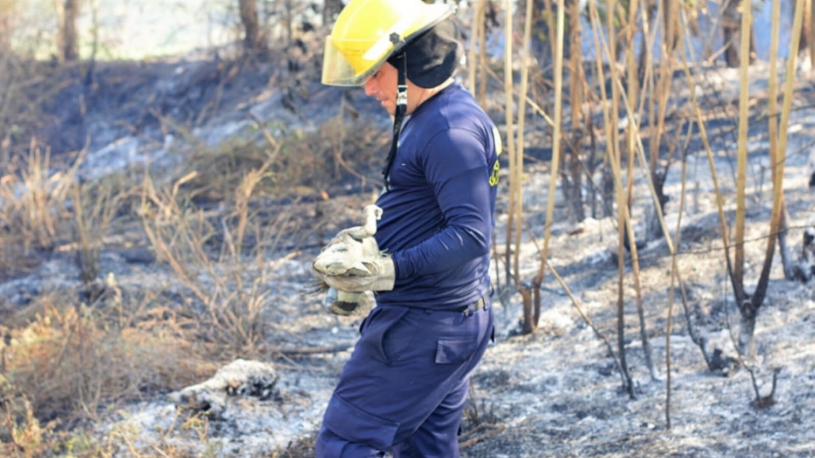 Santo Tomás Registró El Primer Incendio Forestal Del Atlántico No