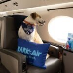 Lanzan aerolínea que ofrece vuelos 100% para perros