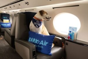 Lanzan aerolínea con vuelos comerciales para perros, incluso, con clase ejecutiva