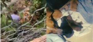 Judicializan a hombre que maltrató a cinco cachorros y los enterró vivos