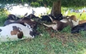 Caída de un rayo provocó la muerte de 38 reses en una finca de Tierralta, Córdoba