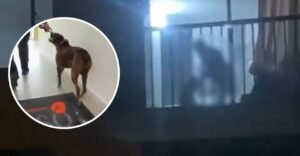 Rescatan a perro golpeado brutalmente en conjunto residencial de Cajicá: “Iniciarán proceso contra el agresor”