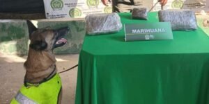 Con ayuda de la canina Miny, la Policía halló más de 1.000 dosis de marihuana en jurisdicción de Sabanalarga