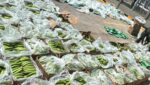 “Iba camuflada entre bananos”: incautan 1.6 toneladas de cocaína del Clan del Golfo en Cartagena