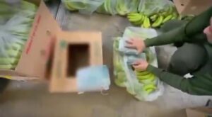 Incautan 300 kilos de cocaína en el puerto de Santa Marta: “Estaban ocultos en cargamento de bananos”
