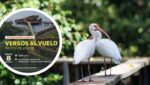 “Versos al Vuelo”: el arte y la naturaleza se unirán durante recital en el Ecoparque Ciénaga de Mallorquín