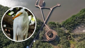 Ecoparque Ciénaga de Mallorquín se sumará al conteo mundial de aves en el “Global Big Day”
