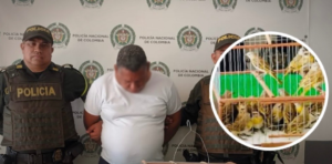 “¡Cruel!”: hombre transportaba 50 canarios en una jaula diminuta y en una caja de cartón
