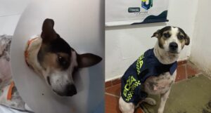 “Pata herida, corazón fuerte”: Policía rescató a perrito que fue atacado con machete en Bolívar