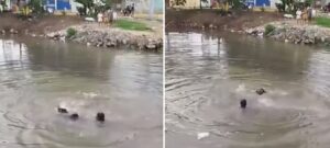 Mujer se ahogó en un caño de Cartagena: hombre que intentó salvarla casi muere