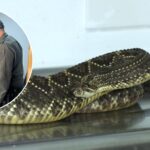 ¡Sorpresa mortal! Serpiente cascabel era transportada como encomienda en el Huila