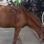 “La yegua presentaba múltiples laceraciones”: capturan a otro hombre bajo la Ley Ángel en Sabanalarga