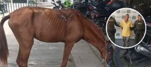 “La yegua presentaba múltiples laceraciones”: capturan a otro hombre bajo la Ley Ángel en Sabanalarga