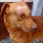 Por agredir al perrito de su vecina, hombre fue condenado a un año de prisión