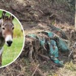 Ataque con “burro bomba” deja un oficial muerto y dos soldados heridos en Valdivia, Antioquia