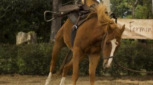 ¡Trágico! Niña de 4 años murió tras caer de un caballo mientras daba un paseo en Palmira, Valle