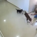 Niño de 10 años resultó herido tras ataque de perro pitbull en edificio del norte de Barranquilla