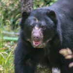 Tamá, el oso andino que murió sin conocer la libertad: murió cuando era trasladado hacia su hábitat natural