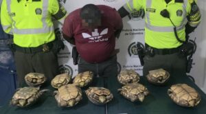 Golpe al tráfico ilegal de fauna silvestre en el Atlántico: 10 hicoteas recuperadas y un capturado