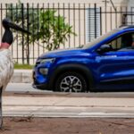 “Está en proceso migratorio”: C. R. A. se pronuncia sobre cigüeña avistada en Alameda del Río