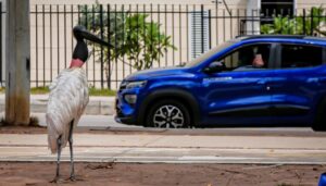 “Está en proceso migratorio”: C. R. A. se pronuncia sobre cigüeña avistada en Alameda del Río