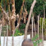 Dos personas fueron asesinadas a bala en el patio de una vivienda del corregimiento de Caracolí, Malambo