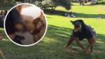Joven argentina que se identifica “therian” intentó “hablar” con un perro y acabó mordida en su brazo