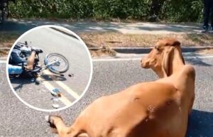 “Se estrelló con una vaca”: motociclista sufrió accidente en Santo Tomás, Atlántico