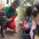¡Cruel! En una finca, en Colombia, organizaron pelea internacional de perros