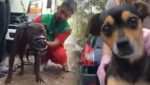 ¡Cruel! Organizaron pelea internacional de perros en una finca, en Colombia