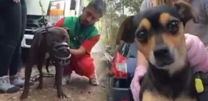 ¡Cruel! En una finca, en Colombia, organizaron pelea internacional de perros