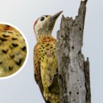 #Viral “Un pájaro con muchos ‘corazones’”: la curiosa imagen que captó un fotógrafo barranquillero