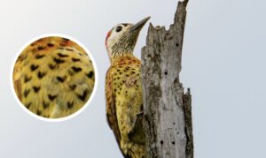 #Viral “Un pájaro con muchos ‘corazones’”: la curiosa imagen que captó un fotógrafo barranquillero