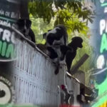 Autoridades lograron entrar a vivienda del norte de Barranquilla y rescataron a decenas de perros y gatos