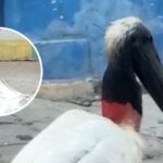 “No corresponde a los caracteres físicos del ave jabirú”: Barranquilla Verde sobre supuesta muerte de cigüeña en Barranquilla