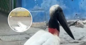 “No corresponde a los caracteres físicos del ave jabirú”: Barranquilla Verde sobre supuesta muerte de cigüeña en Barranquilla