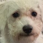 “Justicia por Lombi”: indignación por brutal agresión que causó la muerte de perrito en Santa Marta