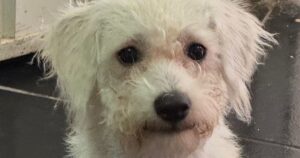 “Justicia por Lombi”: indignación por brutal agresión que causó la muerte de perrito en Santa Marta