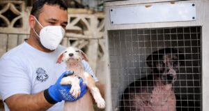 Rescatados 92 perros, 8 gatos y un loro, tras intervención en vivienda del norte de Barranquilla